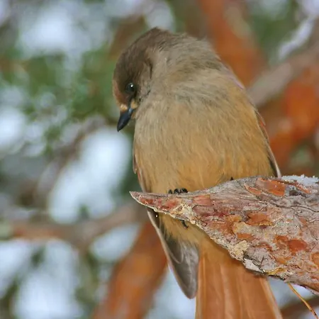 Tunturihotelli Vuontispirtti Ylikyro