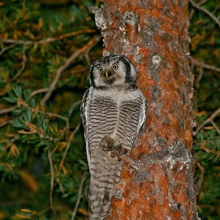 酒店 Tunturihotelli Vuontispirtti Ylikyro